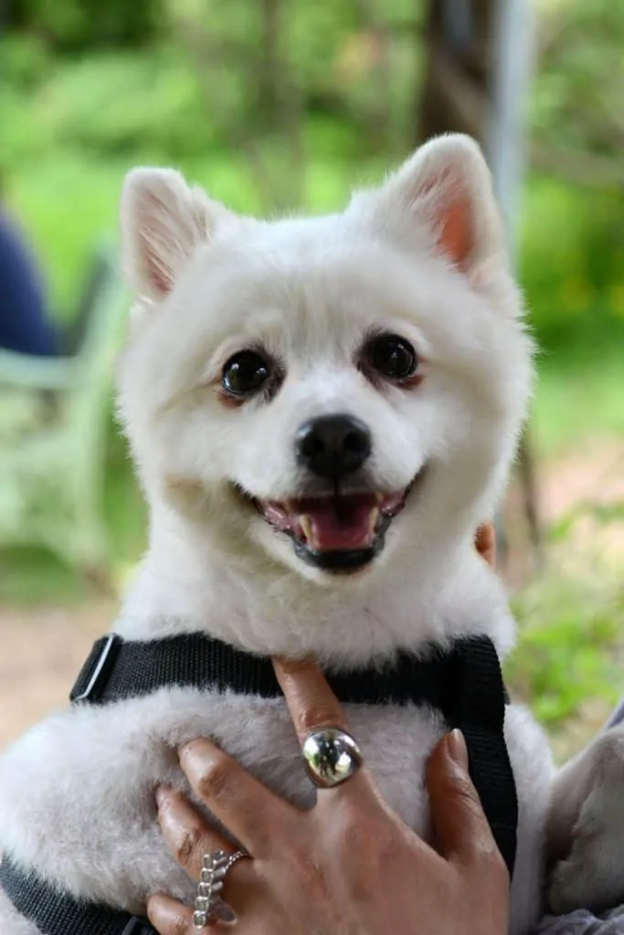 1 pomeranian in harness