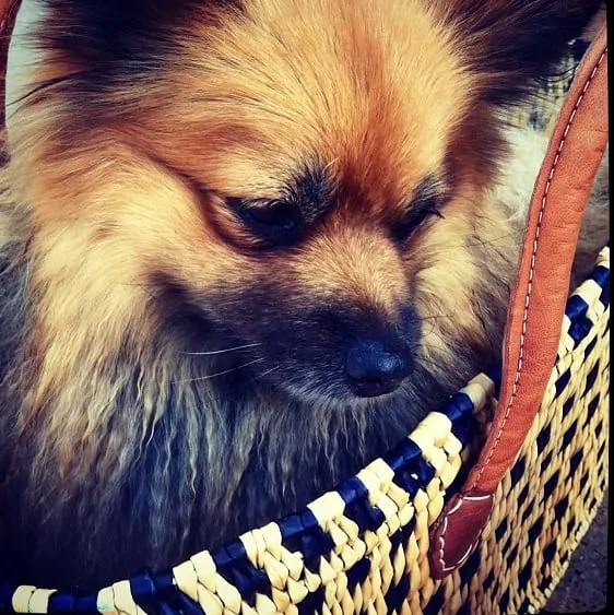 2 pomeranian in purse