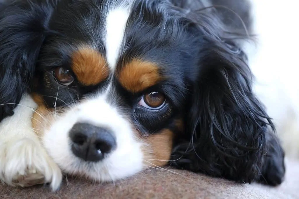 3 Cavalier king charles spaniel puppy