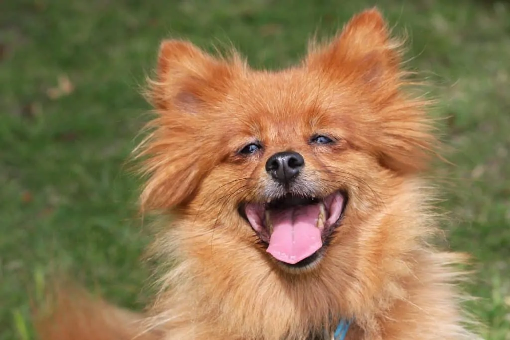 3 happy pomeranian