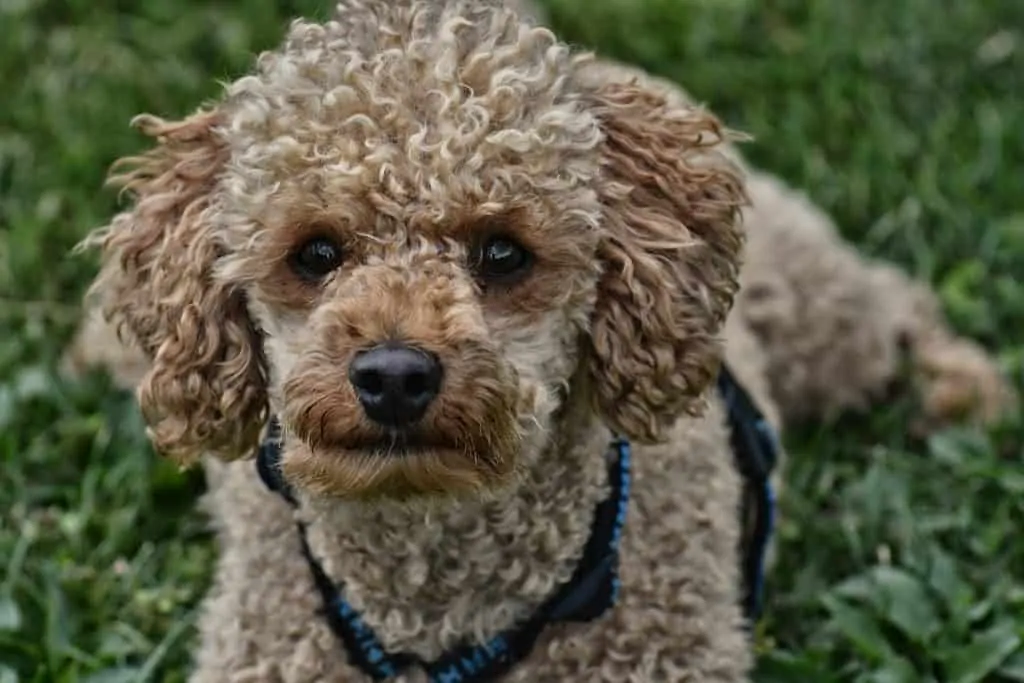 4 poodle closeup