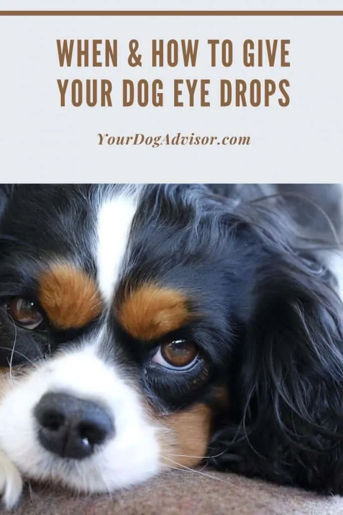 6 dog eye drops