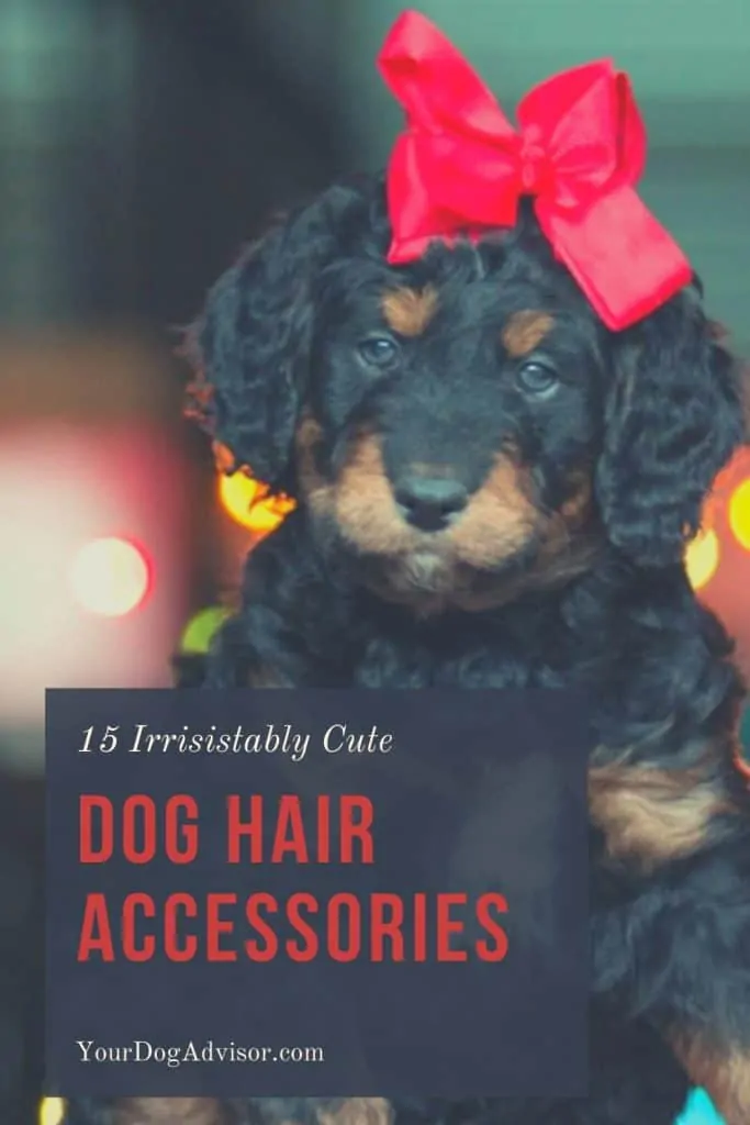 Dog Hair Accessories Canva Image