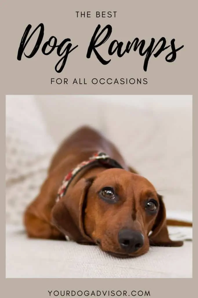 Dog Ramps Canva Image