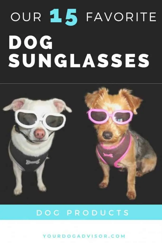 Dog Sunglasses Canva