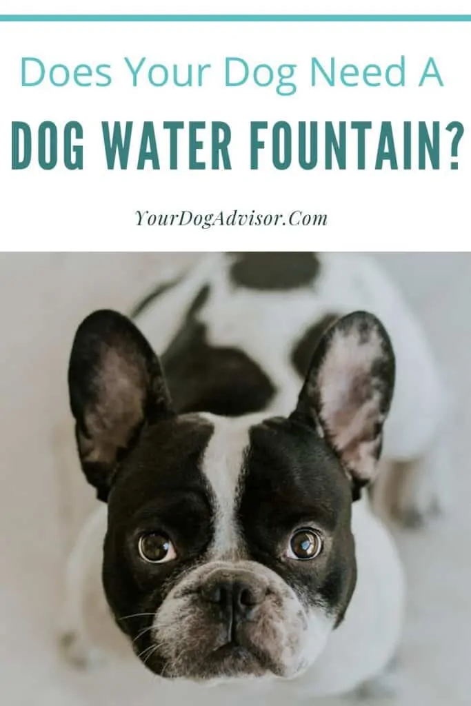 Dog Water Fountain Canva Image