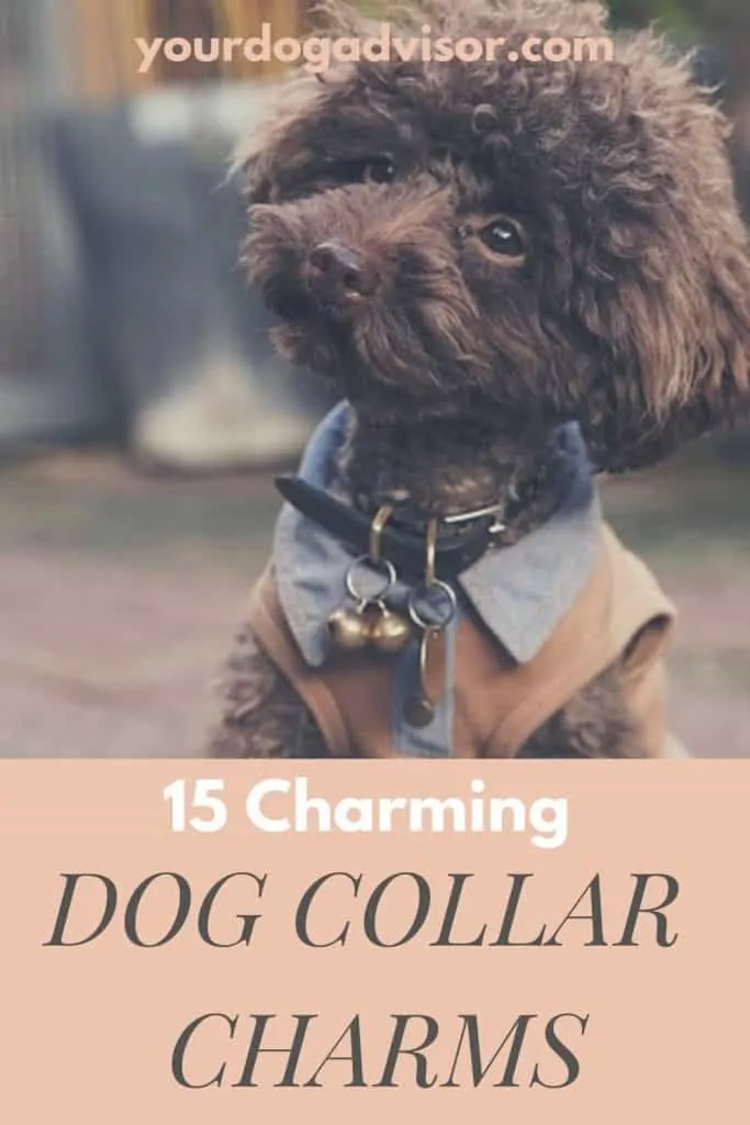 Dog collar charms canva image