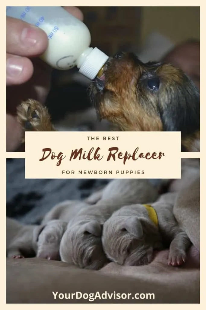 Dog milk replacer canva image