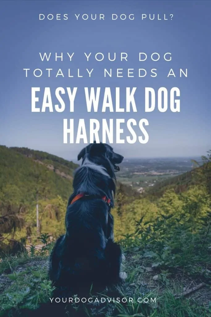 Easy Walk Dog Harness Canva Image