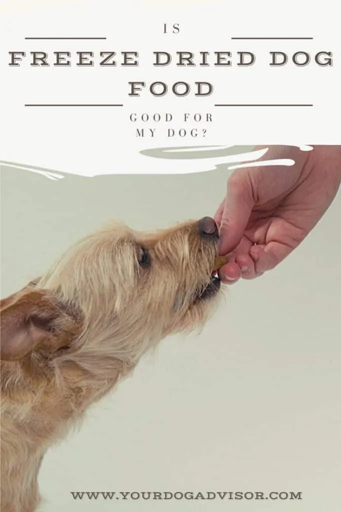 Freeze dried dog food canva image