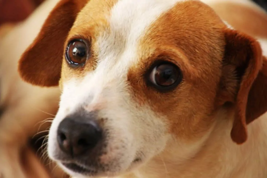 No. 1 closeup of brown and white dog