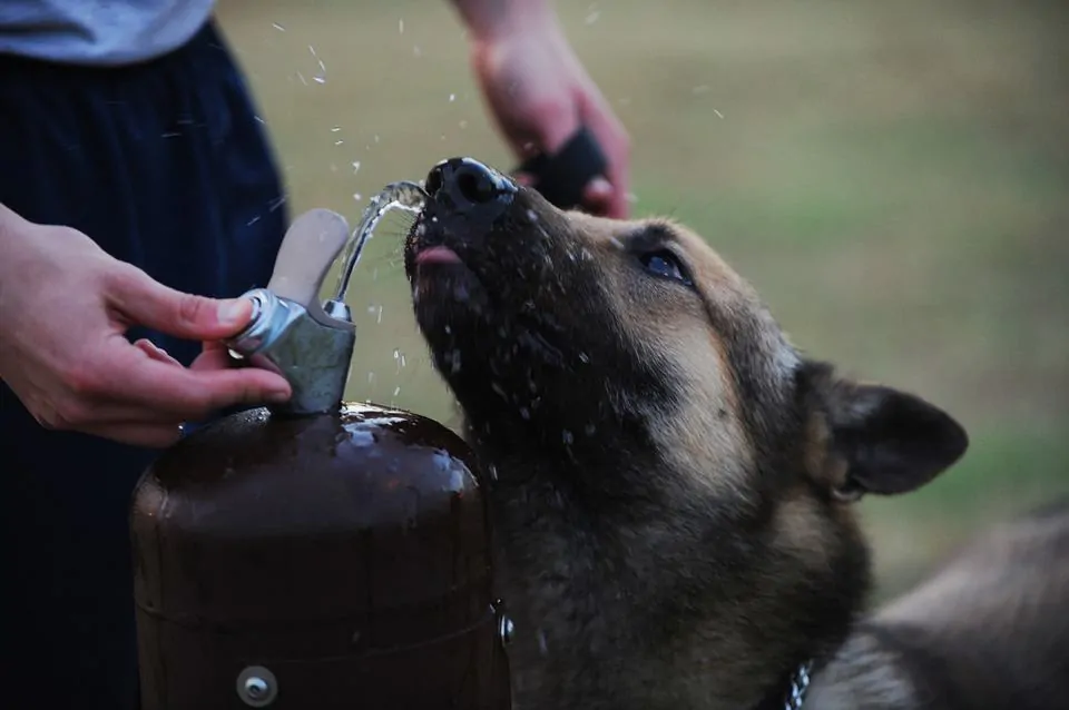 Pic 1 a German Shepherd drinking from a water fountain