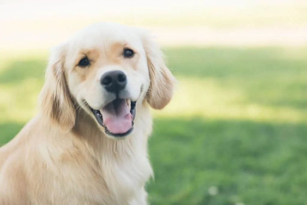 Pic 1 a Golden Retriever in the yard