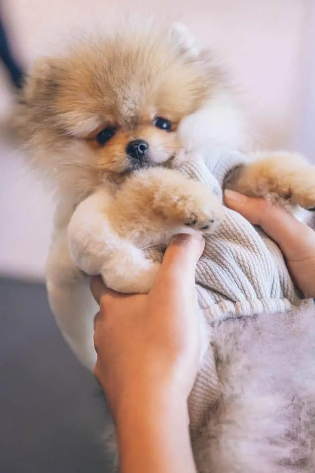 micro teacup pomeranian newborn puppies