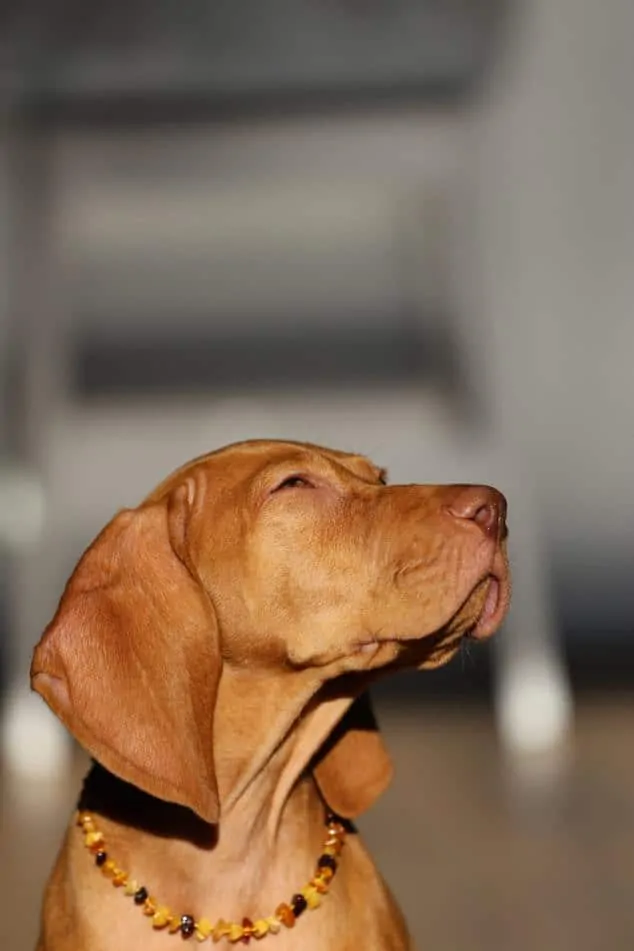 Pic 1 a brown dog with a necklace