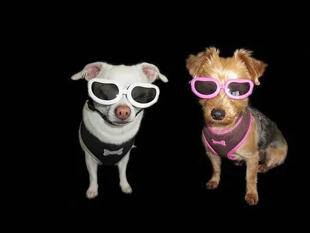 Pic 1 a chihuahua and a yorkie wearing sunglasses