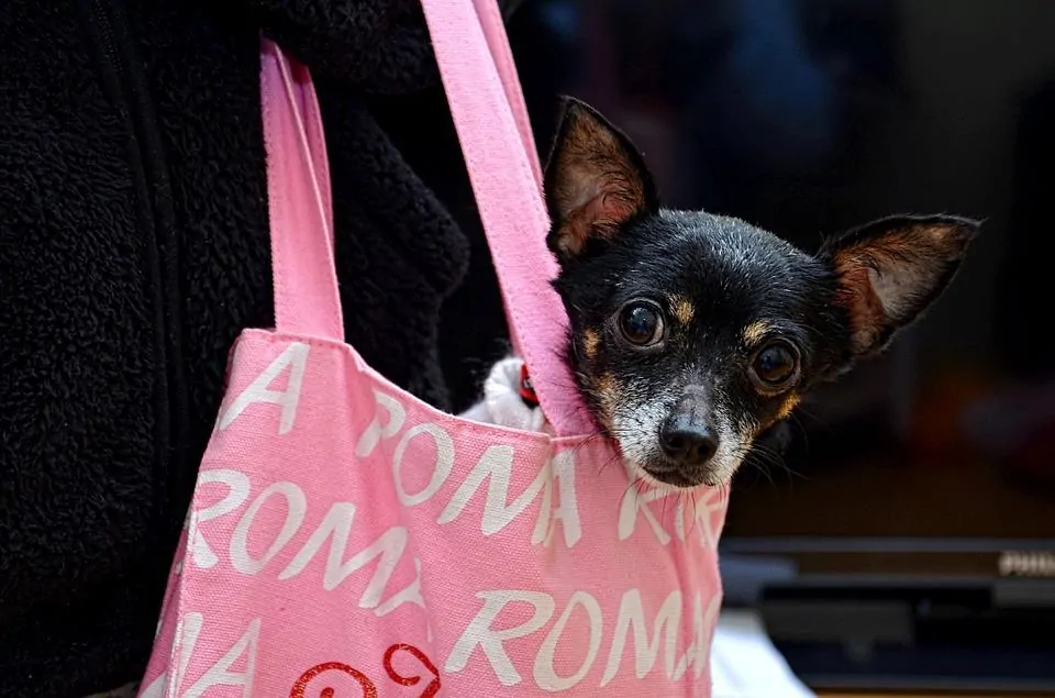 Pic 1 a chihuahuah in a pink tote