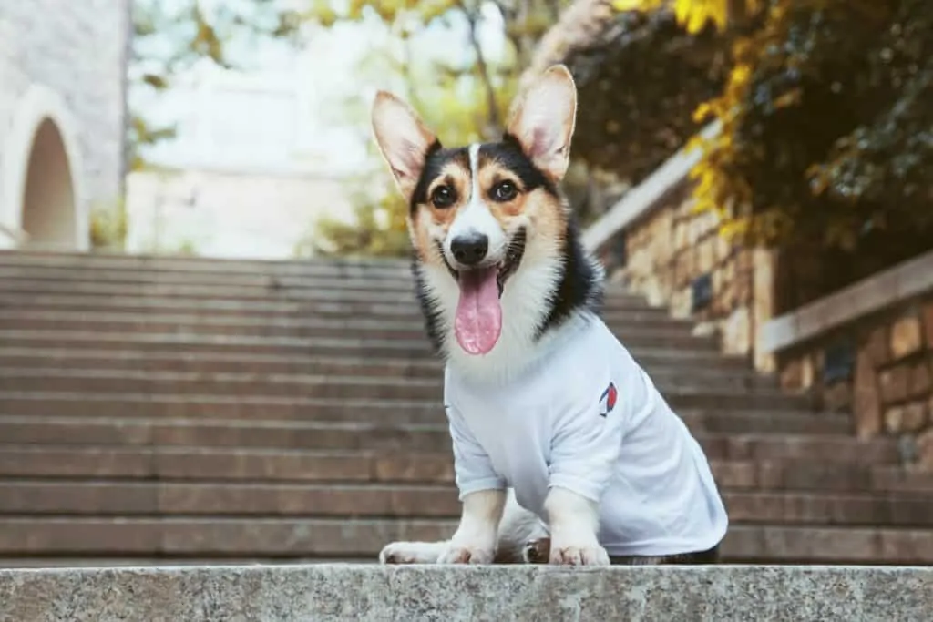 Pic 1 a happy dog in a white shirt