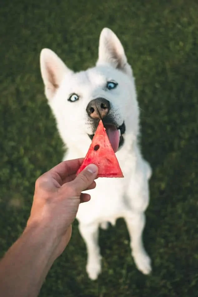 Pic 1 a husky looks at a watermelon