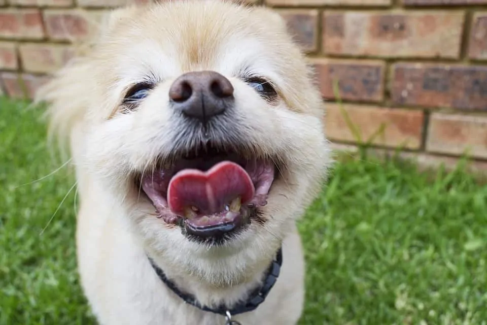 Pic 1 an upclose Pomeranian with a black collar