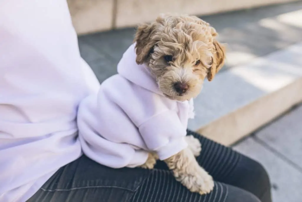 Pic 2 A puppy wearing a white hoodie