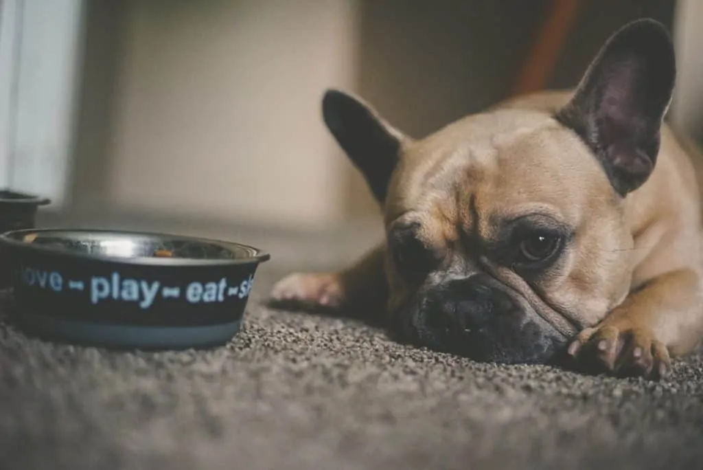 Pic 2 a Frenchie lays by his dog bowl