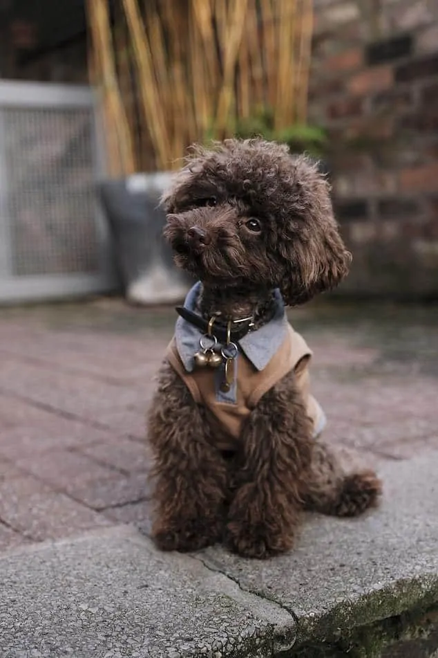 Pic 2 a Poodle with bells on his collar