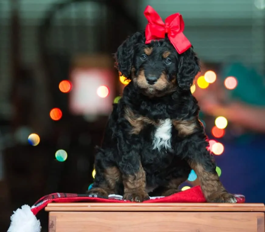Pic 2 a black dog with a red bow
