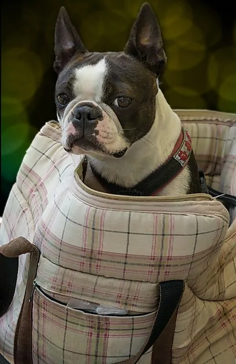 Pic 2 a boston terrier in a plaid bag