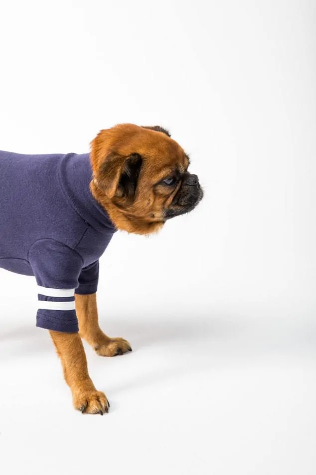 Pic 2 a brown dog in a blue shirt