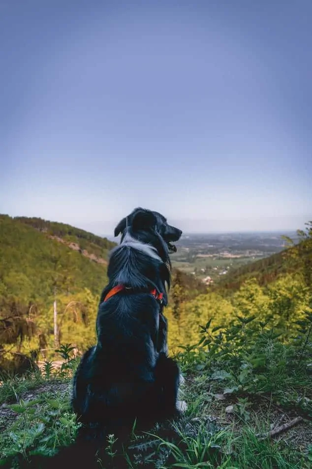 Pic 2 a dog sitting overlooking a mountain view