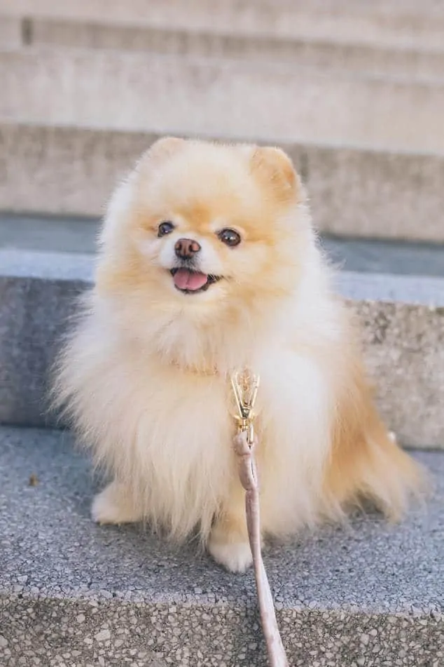 Pic 2 a pomeranian on stairs