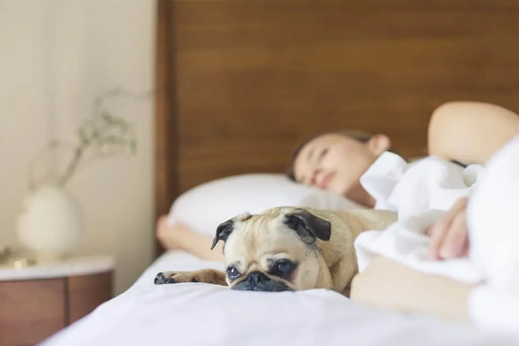 Pic 2 a pug asleep on a bed