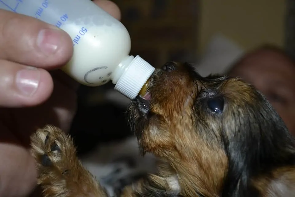 Pic 2 a puppy drinking from a bottle