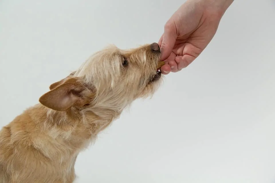 Pic 2 a terrier taking a treat