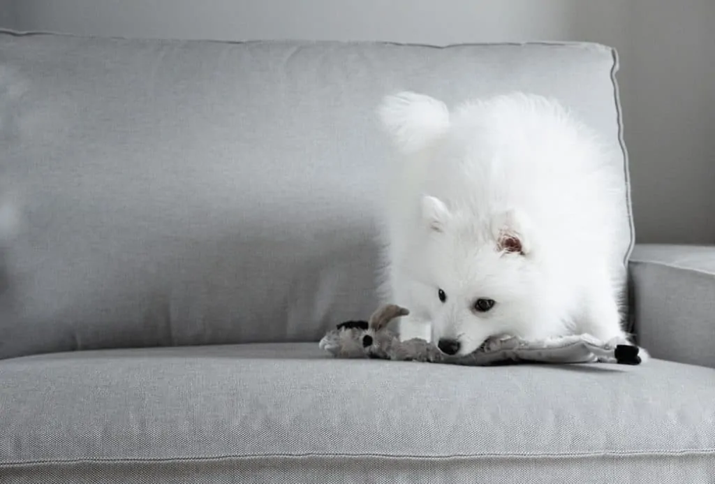 Pic 2 a white Pomeranian with a plush toy