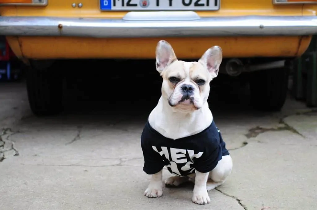 Pic 3 a French bulldog in a black shirt