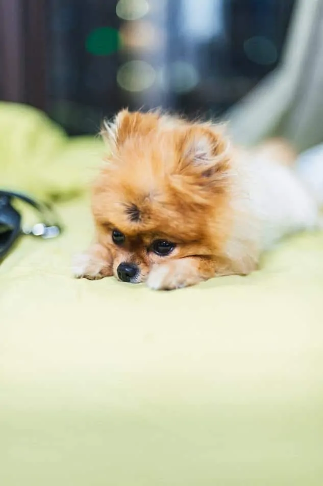 Pic 3 a Pomeranian puppy laying down