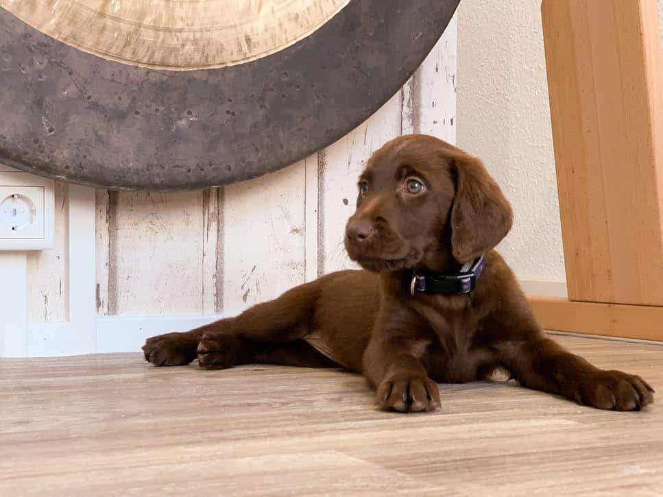 Pic 3 a chocolate lab puppy lays on a wooden floor