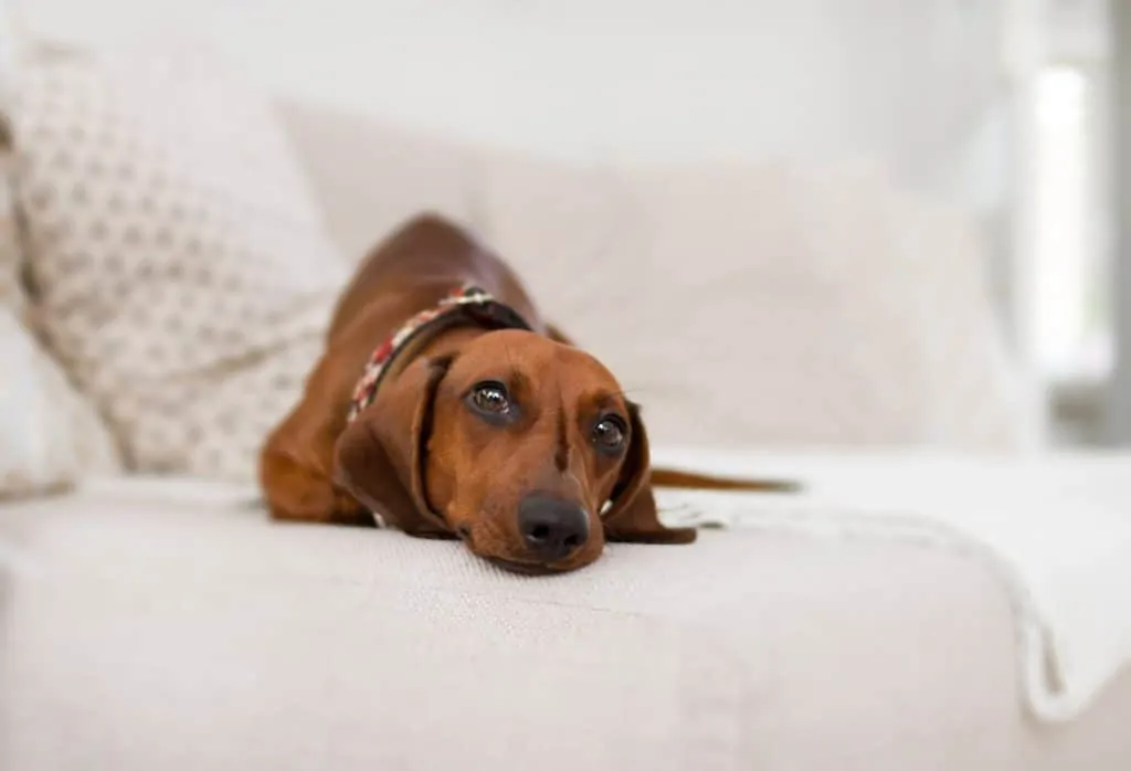 Pic 3 a dachshund on a couch