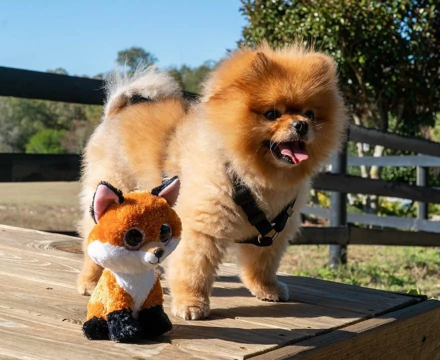 Toys for hot sale pomeranians