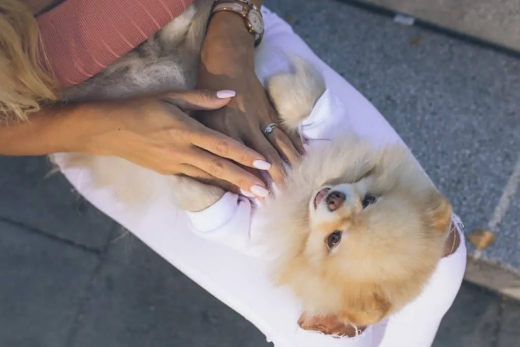 Pic 3 a woman holds a pomeranian in her lap