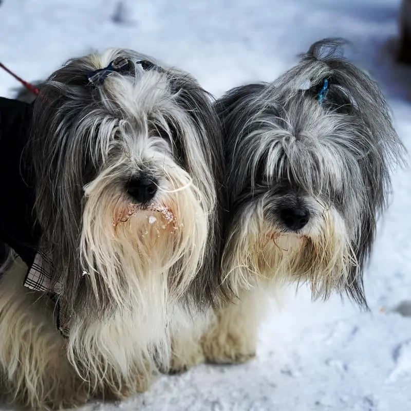 Pic 3 two grey dogs in the snow with bows