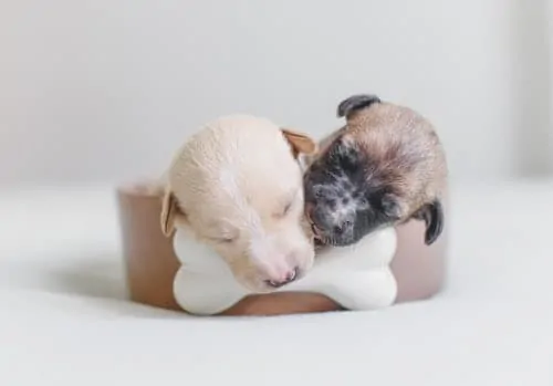 Pic 3 two small puppies in a dog bowl