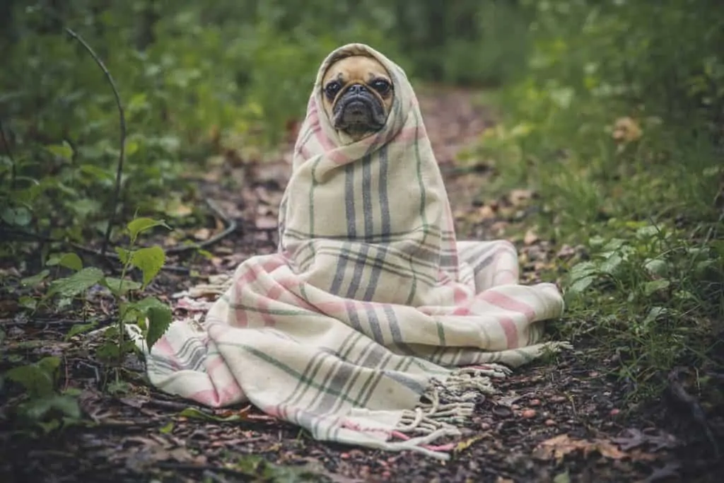 Pic 4 a Frenchie in a blanket