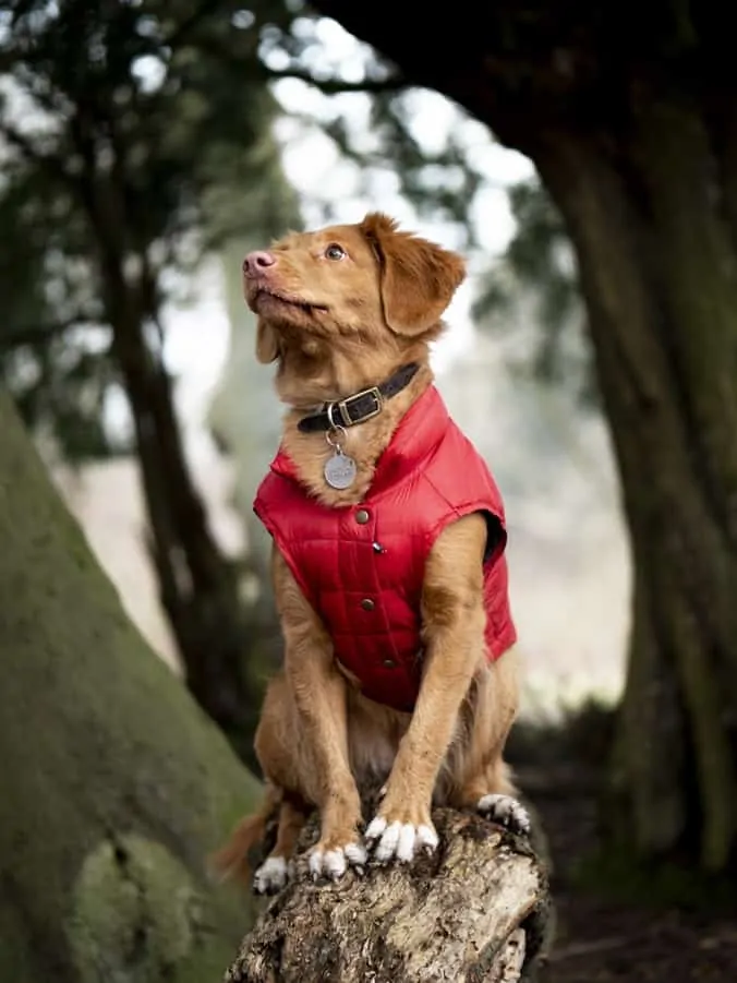 Pic 4 a brown dog in a red jacket vest