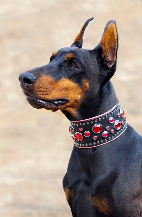 Pic 4 a doberman with a red jewel collar