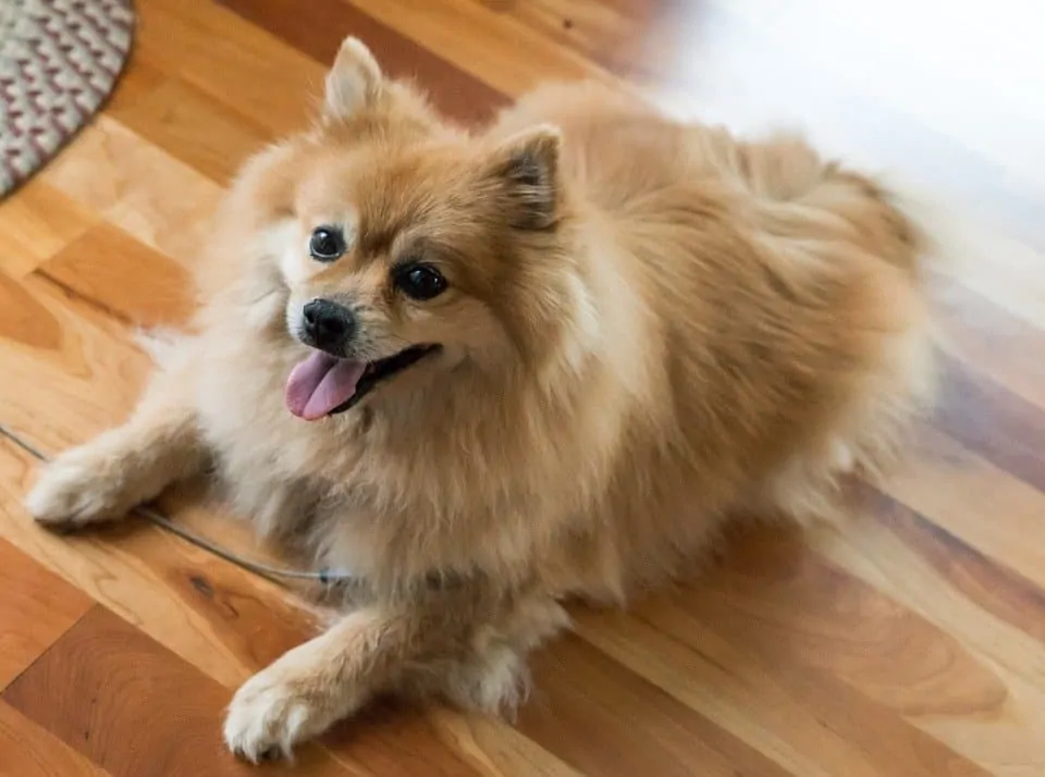 Pic 4 a happy pomeranian on hardwood floor