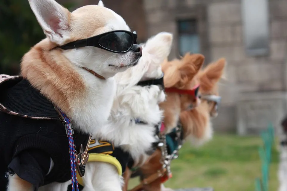 Pic 4 a line of dogs wearing sunglasses