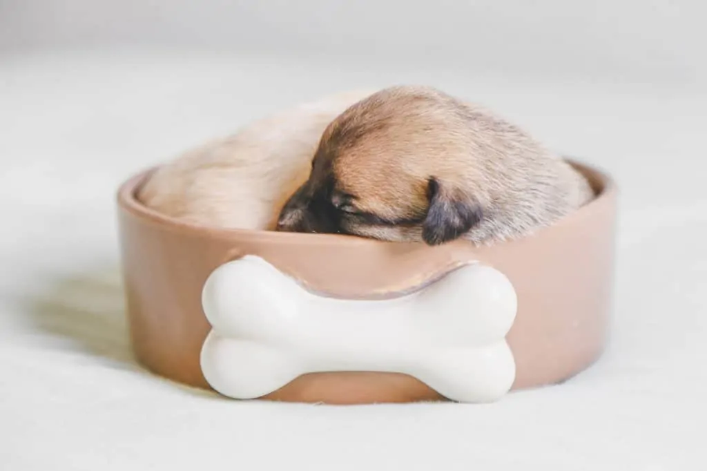 Pic 4 a puppy sleeps in a food bowl